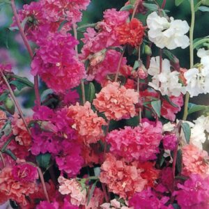 Clarkia -  Elegans Double Mixed