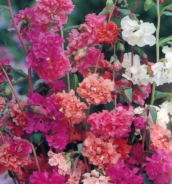 Clarkia -  Elegans Double Mixed
