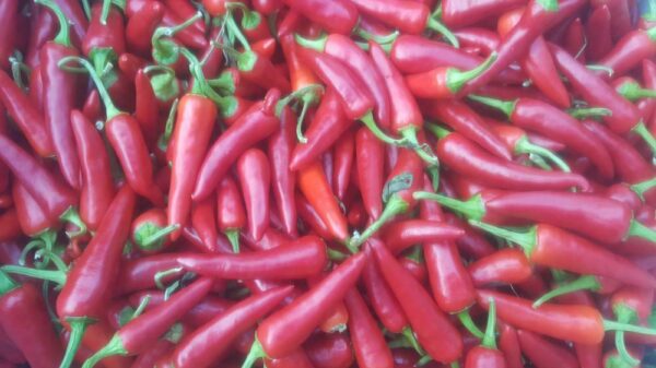 Pepper Hot- Rawit - Image 3