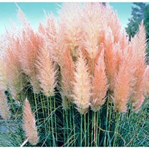 Cortaderia - Pampass Grass - Pink Feather