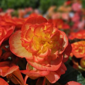 Begonia Tuberous - Non Stop - Fire F1