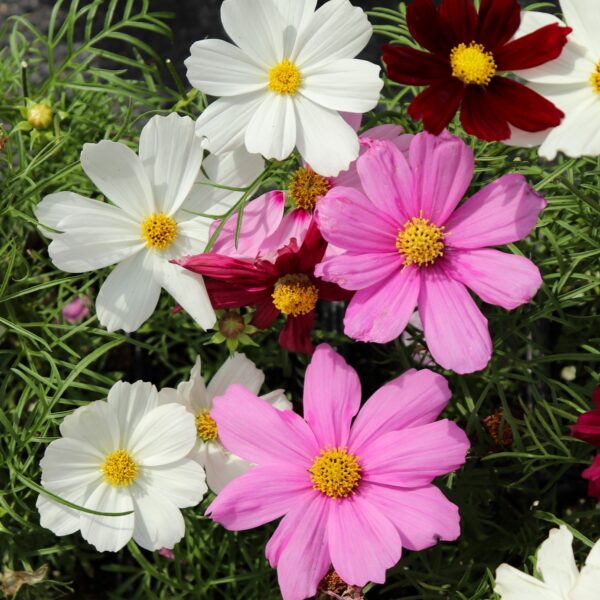 Cosmos - Bipinnatus Casanova Mix - Image 2