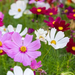 Cosmos - Bipinnatus Casanova Mix
