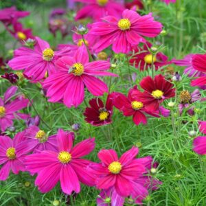 Cosmos Bipinnatus Casanova Violet