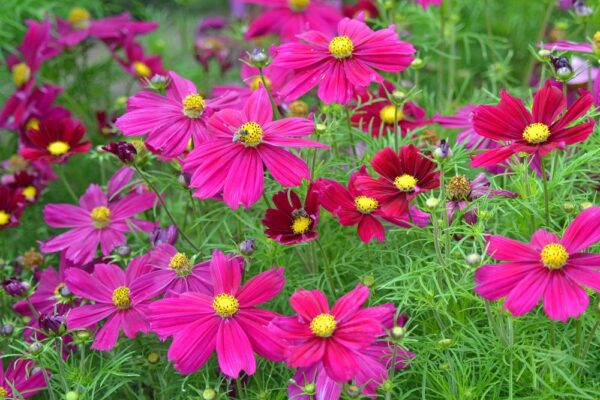 Cosmos Bipinnatus Casanova Violet