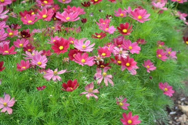 Cosmos Bipinnatus Casanova Red - Image 2
