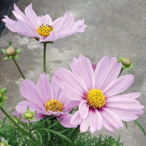 Cosmos Bipinnatus Casanova Pink