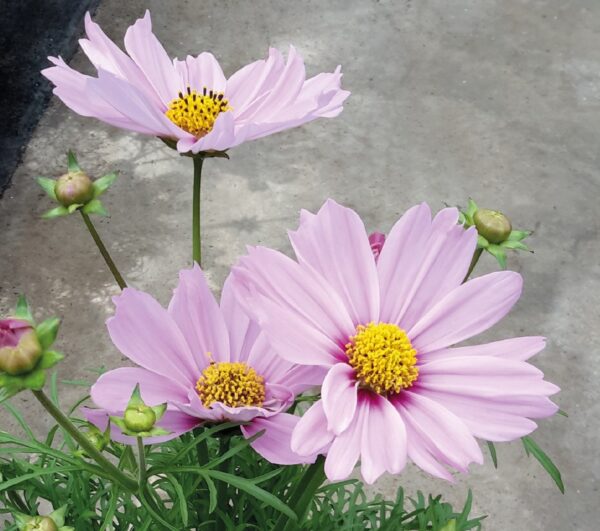 Cosmos Bipinnatus Casanova Pink