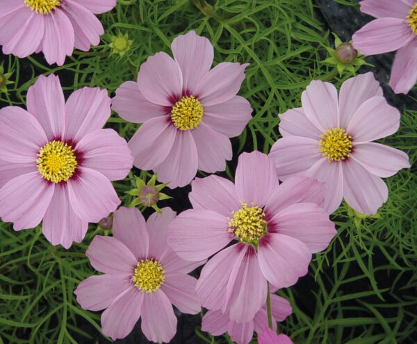 Cosmos Bipinnatus Casanova Pink - Image 2