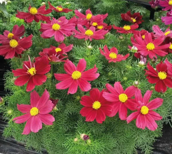 Cosmos Bipinnatus Casanova Red - Image 3