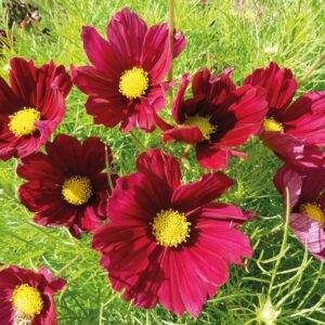 Cosmos Bipinnatus Casanova Red