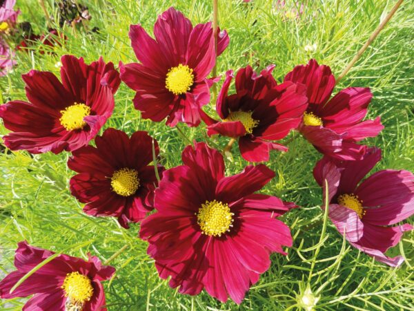 Cosmos Bipinnatus Casanova Red