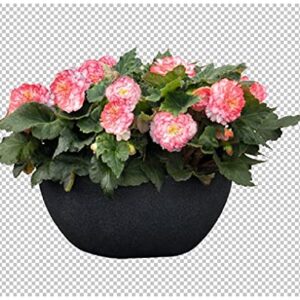 Begonia Tuberous - Non Stop - Rose Petticoat F1