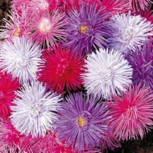 Aster China - Giant Ray Mix