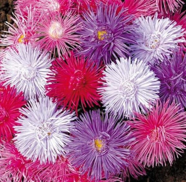 Aster China - Giant Ray Mix