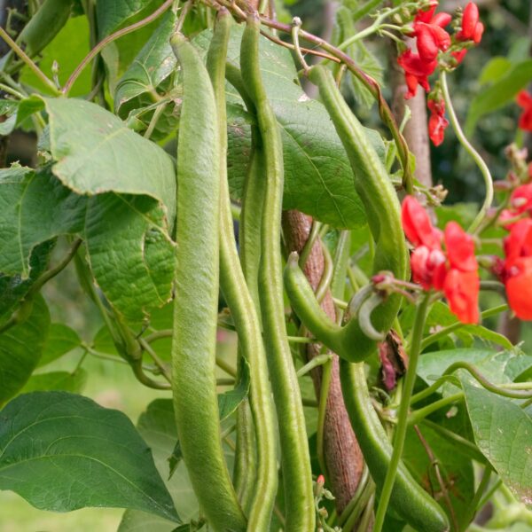 Runner Bean Armstrong