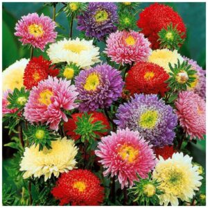 Aster China - Princess Mix