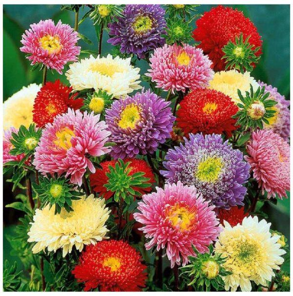 Aster China - Princess Mix