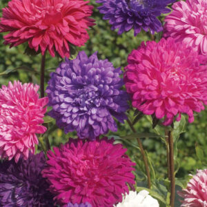 Aster - Queen of The Market