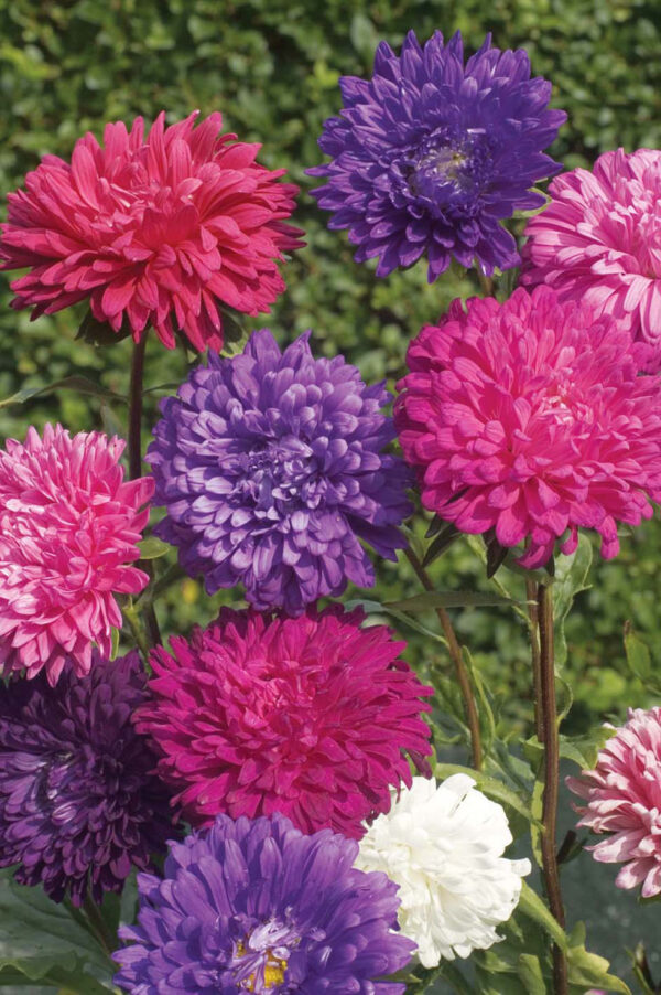 Aster - Queen of The Market