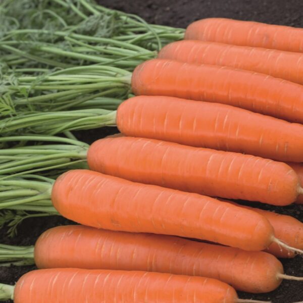 Carrot Bangor F1 - Image 4