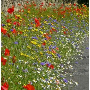 UK Cornfield Annuals