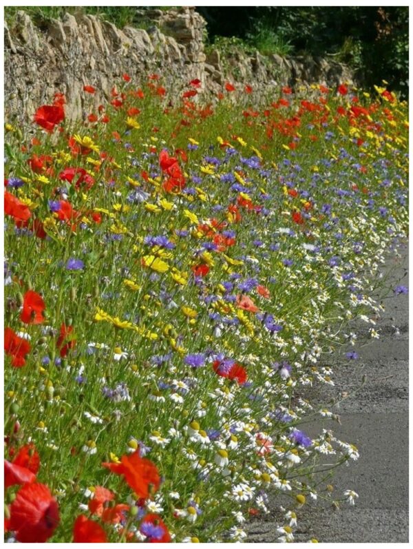 UK Cornfield Annuals
