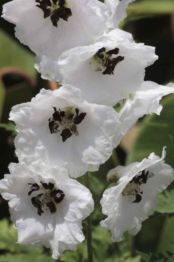 Delphinium Pacific Giant Percival - Image 2