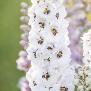 Delphinium Pacific Giant Percival