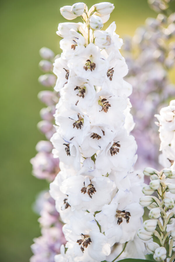 Delphinium Pacific Giant Percival