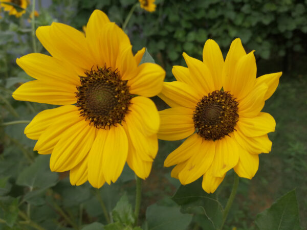 Sunflower Piccolo (Stella)