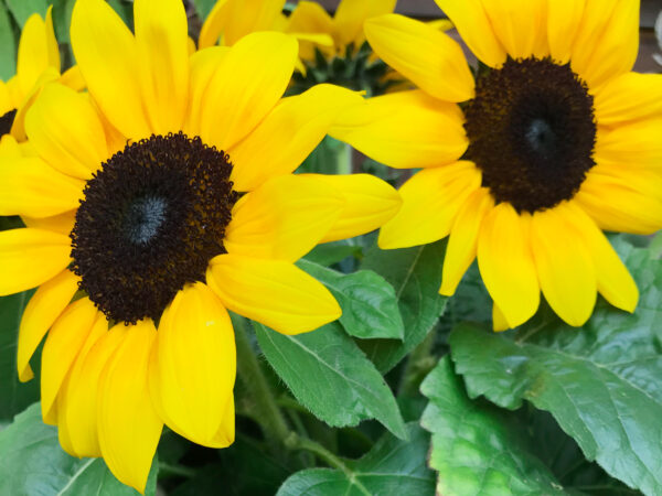 Sunflower Piccolo (Stella) - Image 2