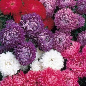 Aster Dwarf Milady Mix