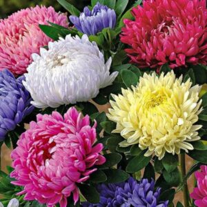 Aster China - Peony Mix