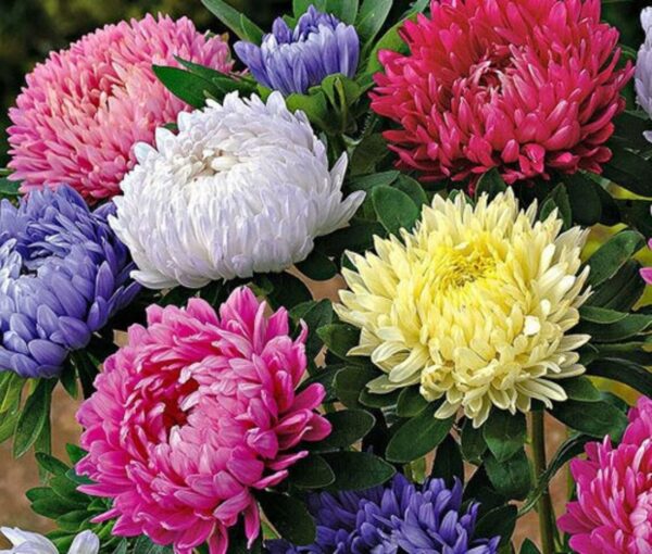 Aster China - Peony Mix