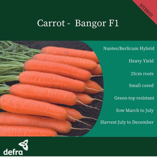 Carrot Bangor F1 - Image 3