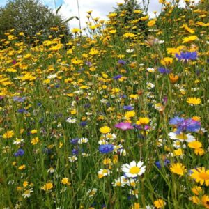 Wildflower Meadow mix
