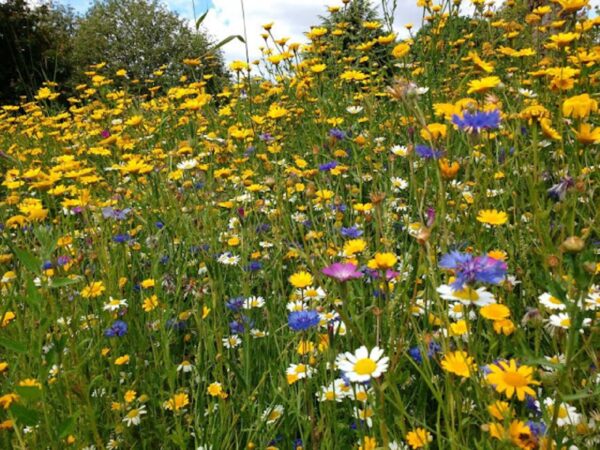 Wildflower Meadow mix