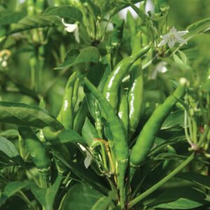 Pepper Hot - Sparky