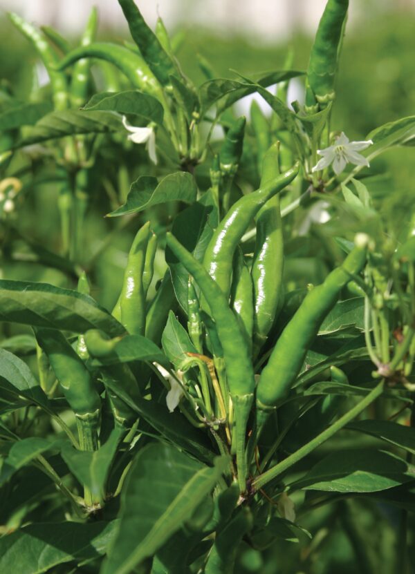 Pepper Hot - Sparky