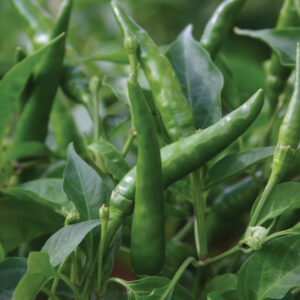Pepper Hot - Toofan F1