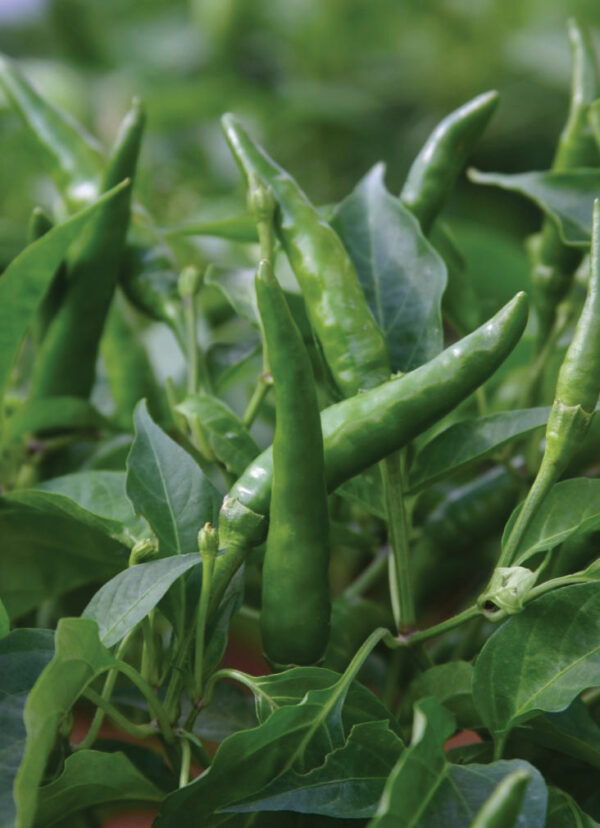 Pepper Hot - Toofan F1