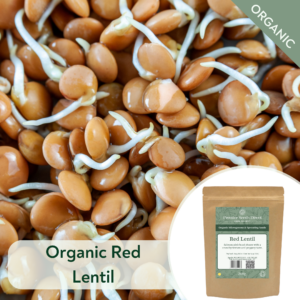 Organic Red Lentil - Microgreen/Sprouting