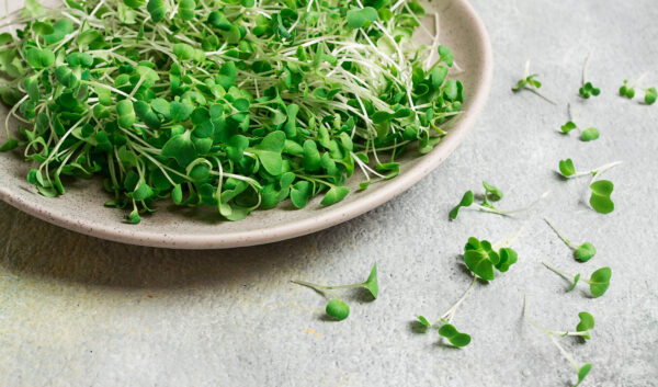 Organic Rocket Cultivated - Microgreen / Sprouting