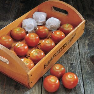 Tomato - Burpee's Long Keeper