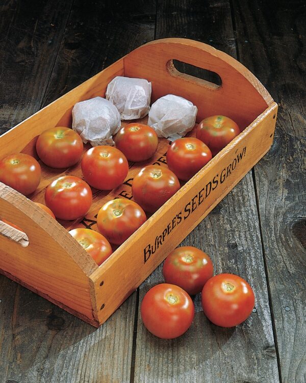 Tomato - Burpee's Long Keeper
