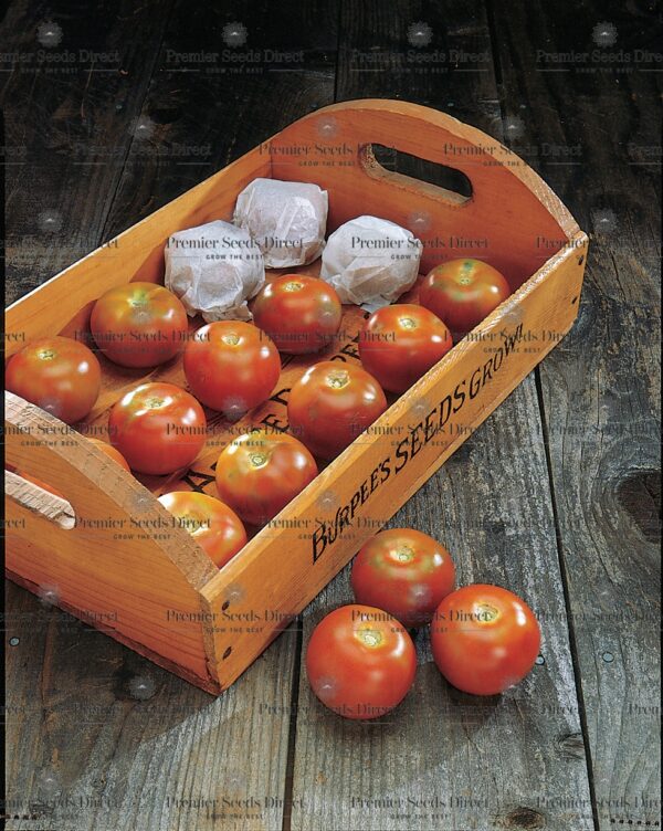 Tomato - Burpee's Long Keeper - Image 2