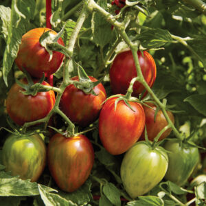 Tomato - Shimmer F1