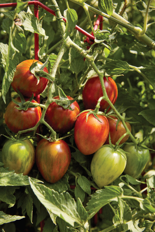 Tomato - Shimmer F1
