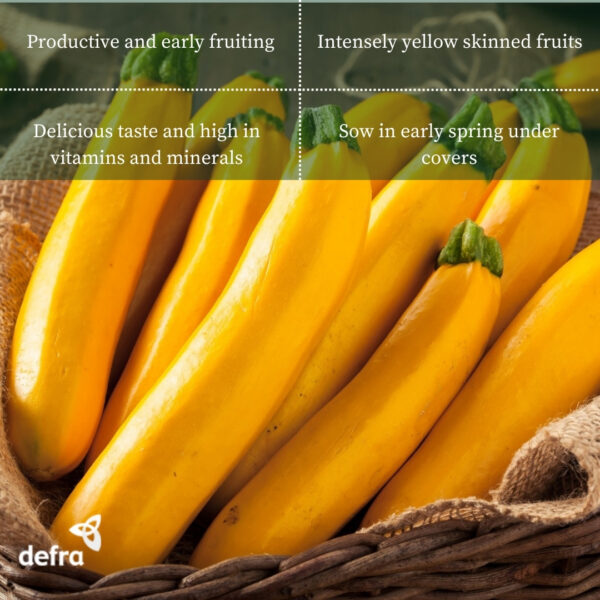 Courgette Banana Song F1 - Image 2